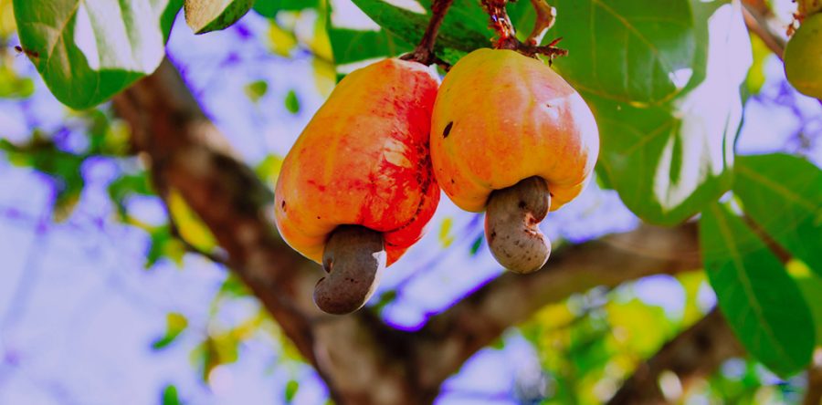 West African Cashew International